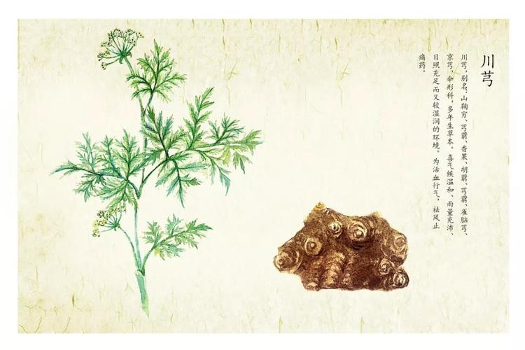 川芎最新药典版揭秘，小巷深处的神秘药香探索